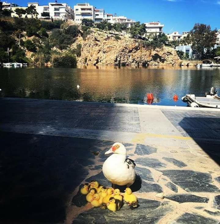 Naiades Marina Hotel (Adults Only) Agios Nikolaos  Luaran gambar